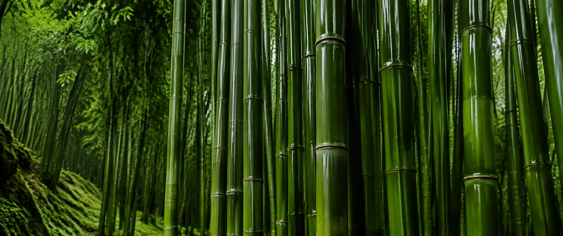 Bamboo used for renewable plant fibre material