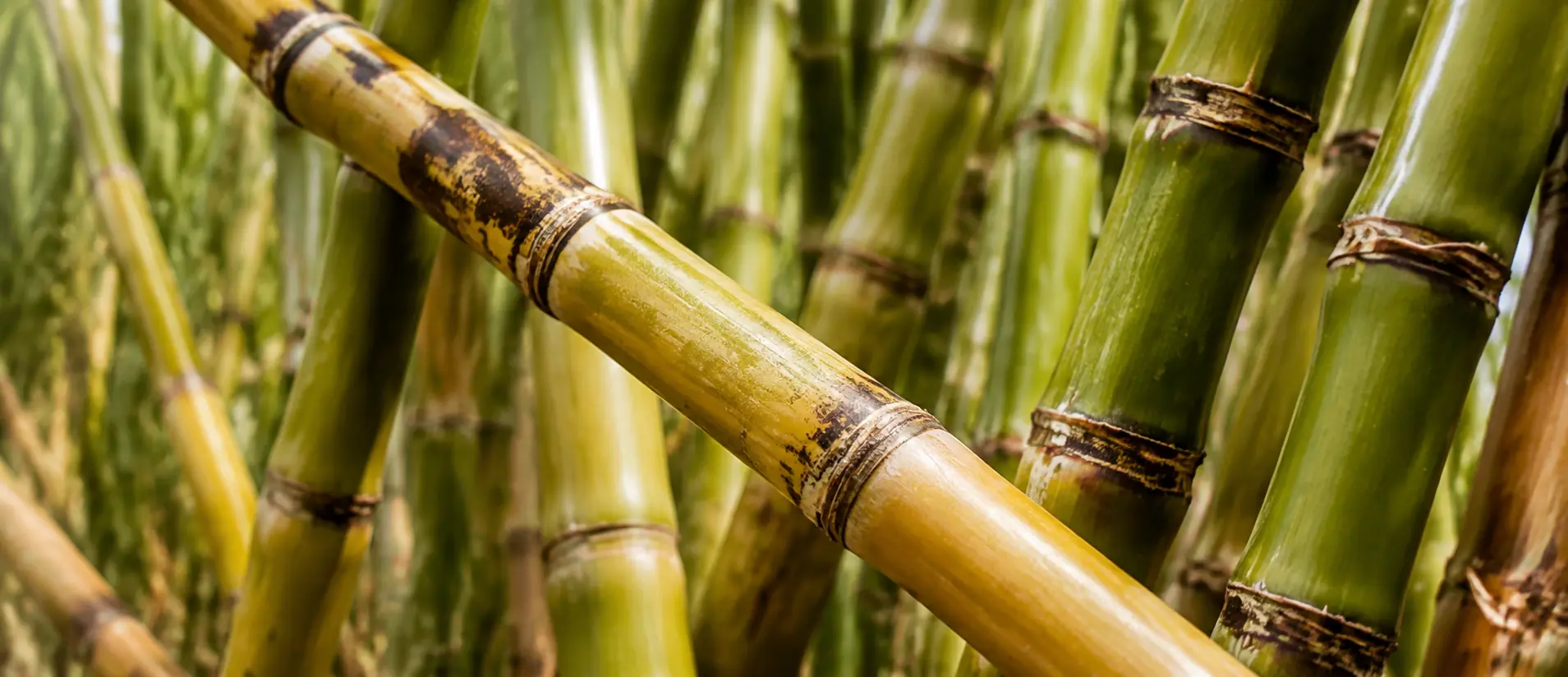 Sugarcane bagasse used for fibre tableware